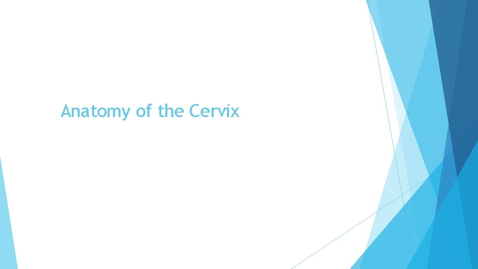 Anatomy of the Cervix 