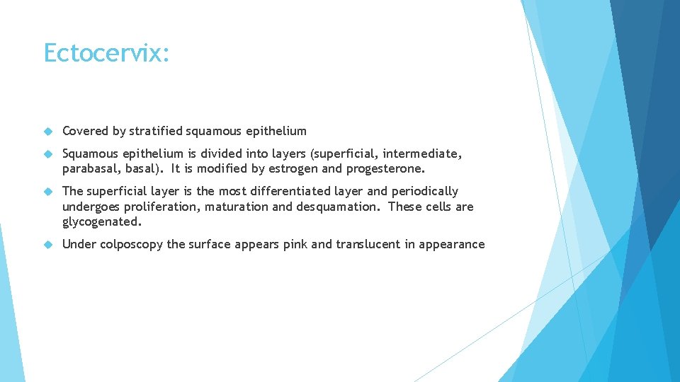 Ectocervix: Covered by stratified squamous epithelium Squamous epithelium is divided into layers (superficial, intermediate,