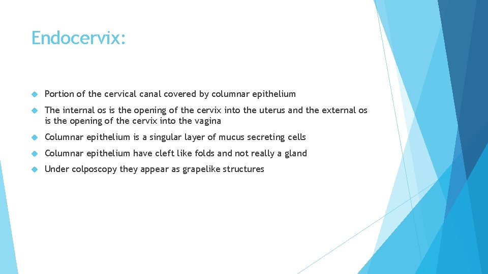 Endocervix: Portion of the cervical canal covered by columnar epithelium The internal os is