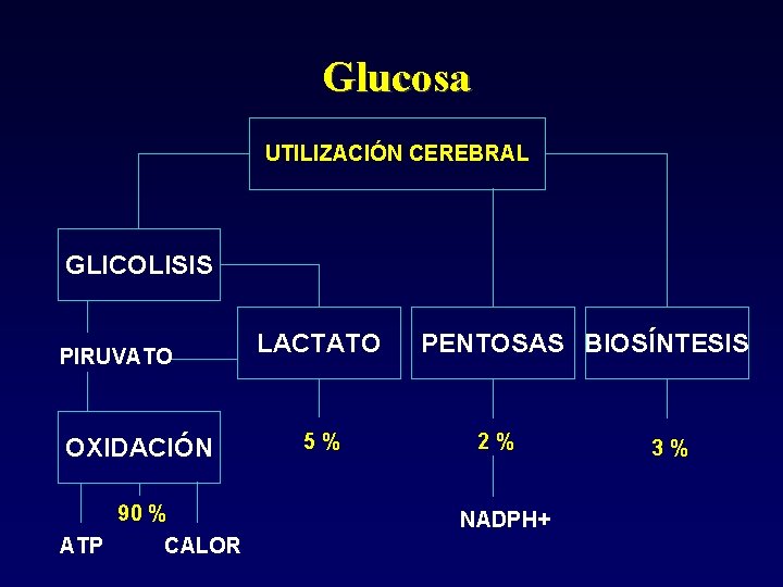 Glucosa UTILIZACIÓN CEREBRAL GLICOLISIS PIRUVATO OXIDACIÓN 90 % ATP CALOR LACTATO 5% PENTOSAS BIOSÍNTESIS