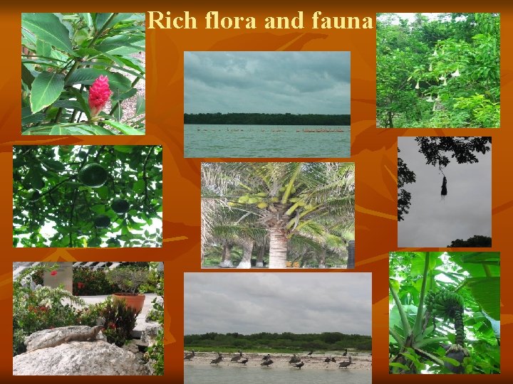 Rich flora and fauna 