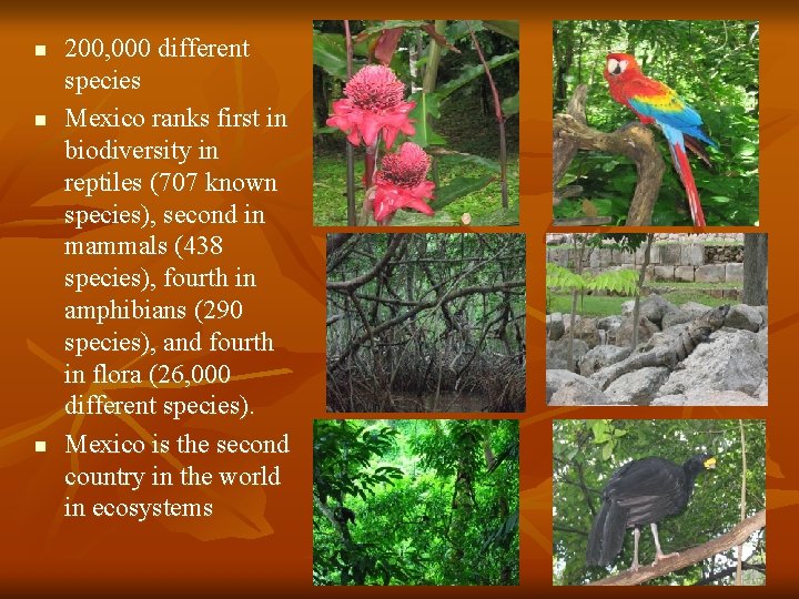 n n n 200, 000 different species Mexico ranks first in biodiversity in reptiles