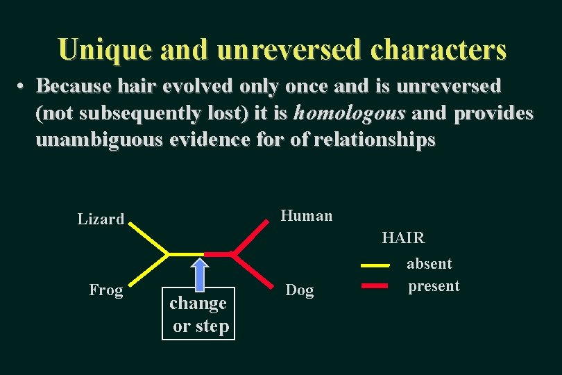 Unique and unreversed characters • Because hair evolved only once and is unreversed (not