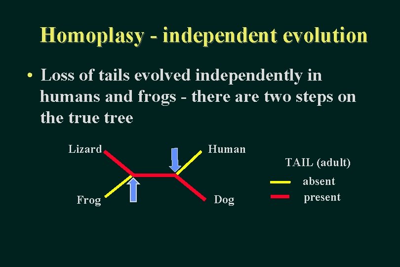 Homoplasy - independent evolution • Loss of tails evolved independently in humans and frogs