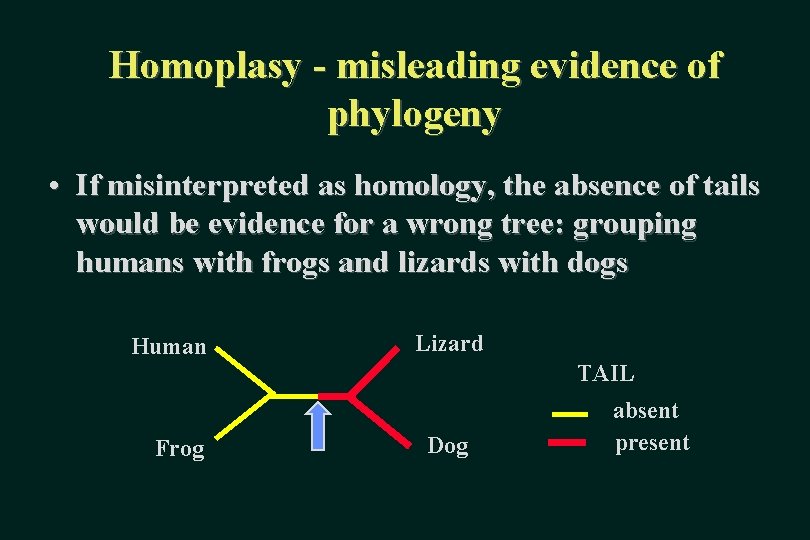 Homoplasy - misleading evidence of phylogeny • If misinterpreted as homology, the absence of