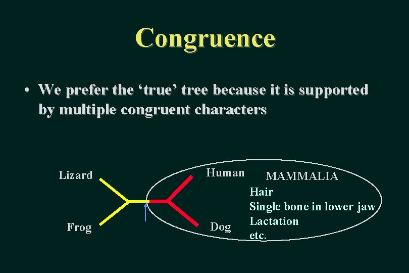 Congruence • We prefer the ‘true’ tree because it is supported by multiple congruent