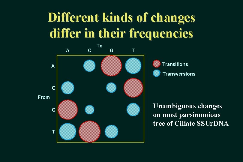 Different kinds of changes differ in their frequencies A A C To G T