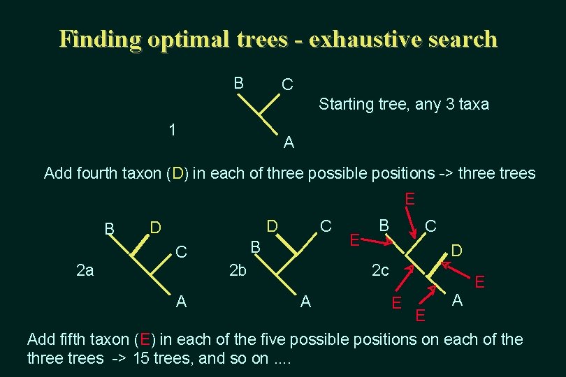 Finding optimal trees - exhaustive search B C Starting tree, any 3 taxa 1
