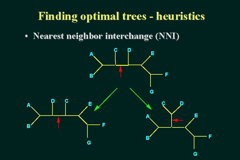 Finding optimal trees - heuristics • Nearest neighbor interchange (NNI) C A D E