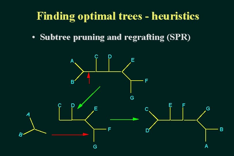 Finding optimal trees - heuristics • Subtree pruning and regrafting (SPR) A C D