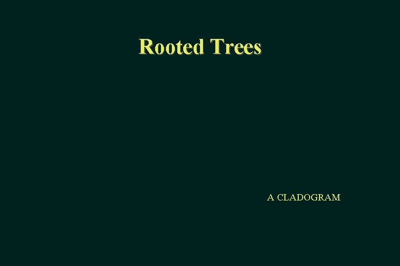 Rooted Trees A CLADOGRAM 