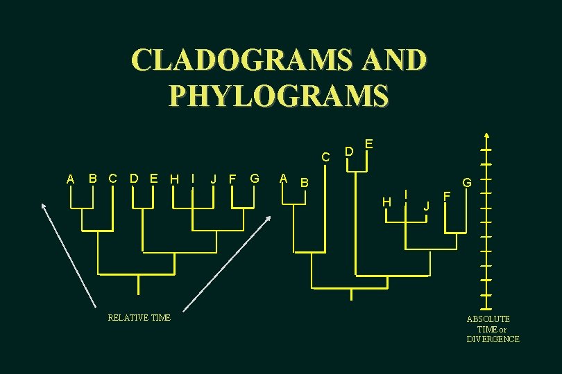 CLADOGRAMS AND PHYLOGRAMS C A B C D E H I J F G