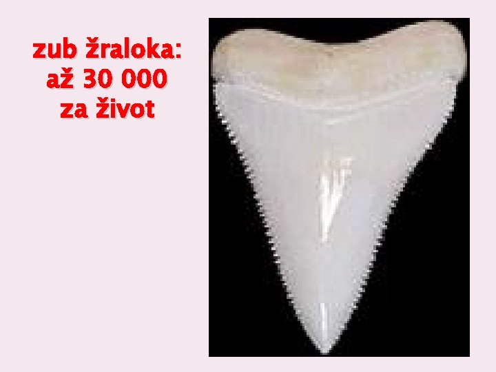 zub žraloka: až 30 000 za život 