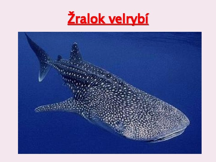 Žralok velrybí 