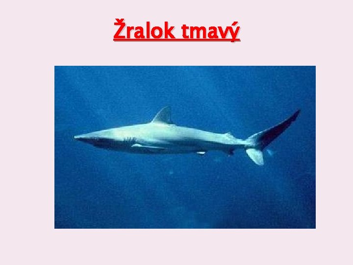 Žralok tmavý 