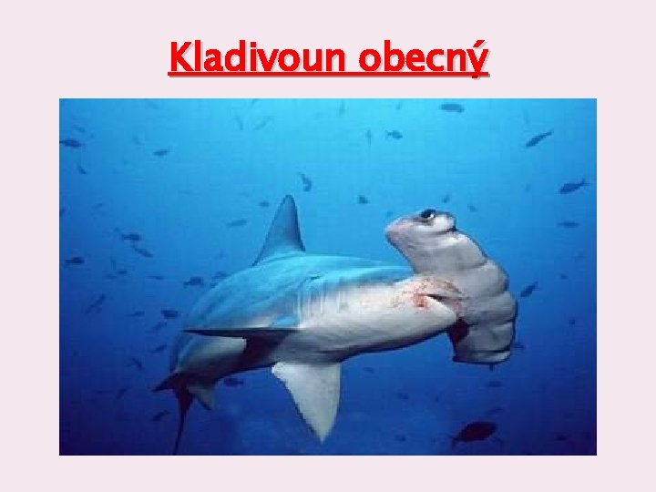 Kladivoun obecný 