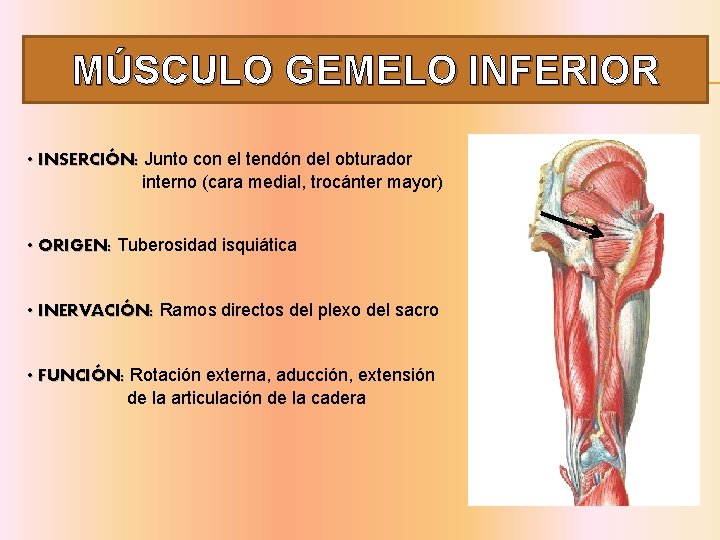 MÚSCULO GEMELO INFERIOR • INSERCIÓN: Junto con el tendón del obturador interno (cara medial,