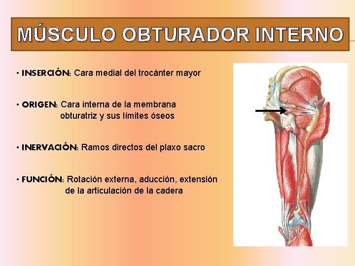 MÚSCULO OBTURADOR INTERNO • INSERCIÓN: Cara medial del trocánter mayor • ORIGEN: Cara interna