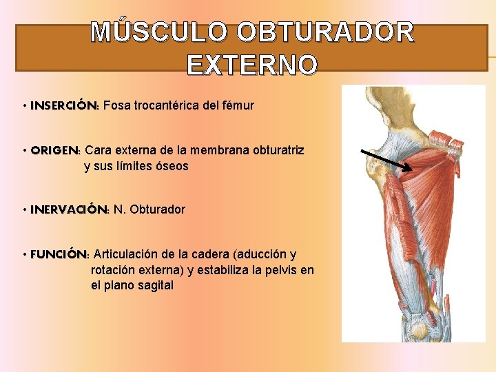 MÚSCULO OBTURADOR EXTERNO • INSERCIÓN: Fosa trocantérica del fémur • ORIGEN: Cara externa de