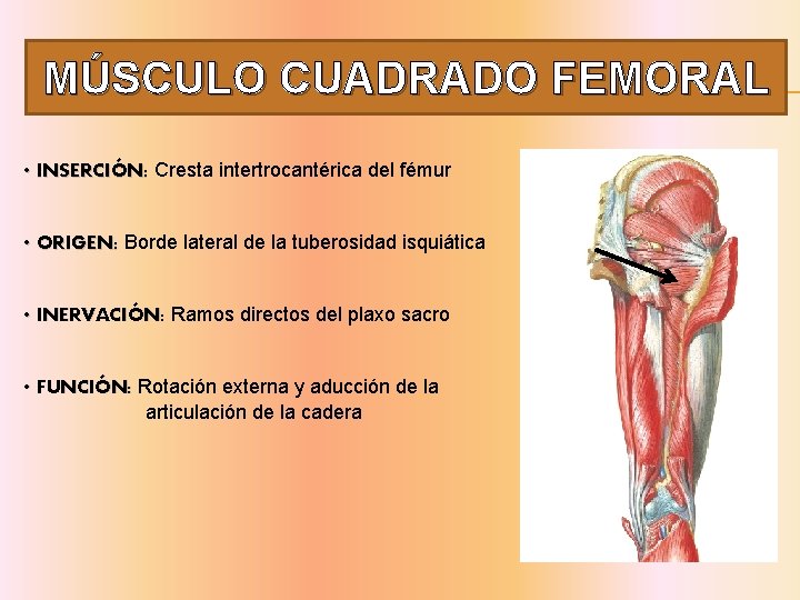 MÚSCULO CUADRADO FEMORAL • INSERCIÓN: Cresta intertrocantérica del fémur • ORIGEN: Borde lateral de