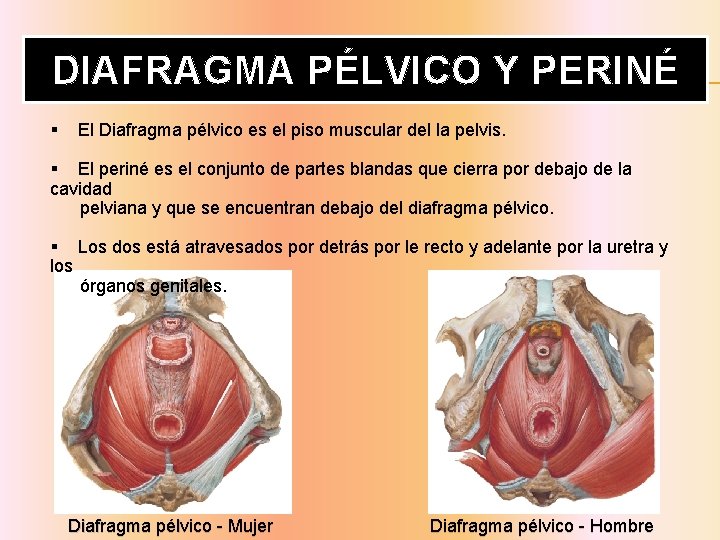 DIAFRAGMA PÉLVICO Y PERINÉ § El Diafragma pélvico es el piso muscular del la