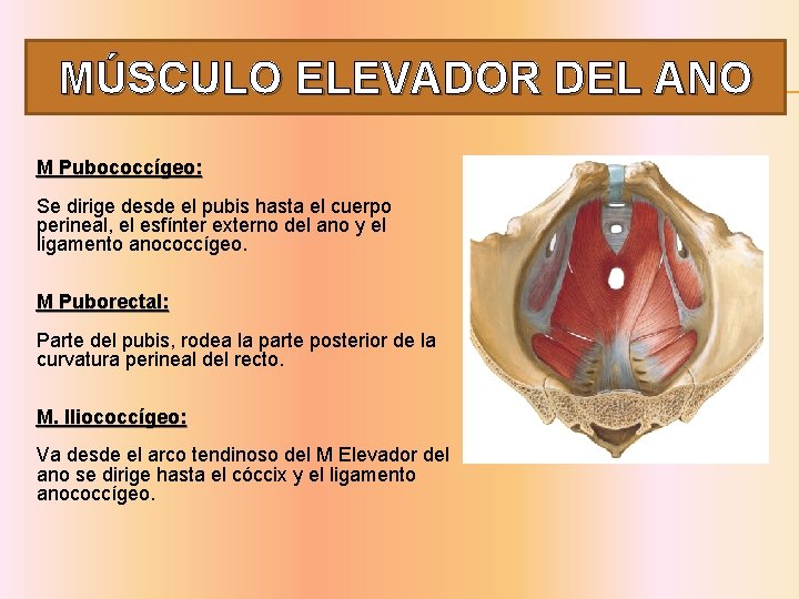 MÚSCULO ELEVADOR DEL ANO M Pubococcígeo: Se dirige desde el pubis hasta el cuerpo