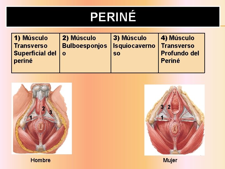 PERINÉ 1) Músculo Transverso Superficial del periné 2 1 3 Hombre 2) Músculo Bulboesponjos