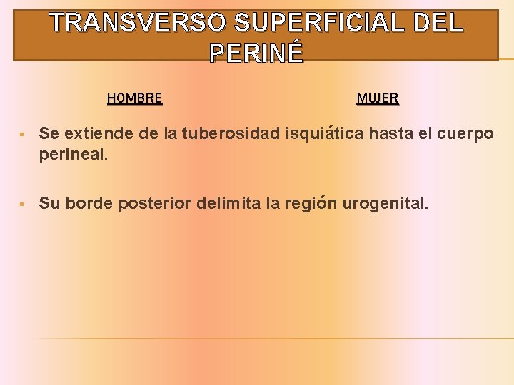 TRANSVERSO SUPERFICIAL DEL PERINÉ HOMBRE MUJER § Se extiende de la tuberosidad isquiática hasta