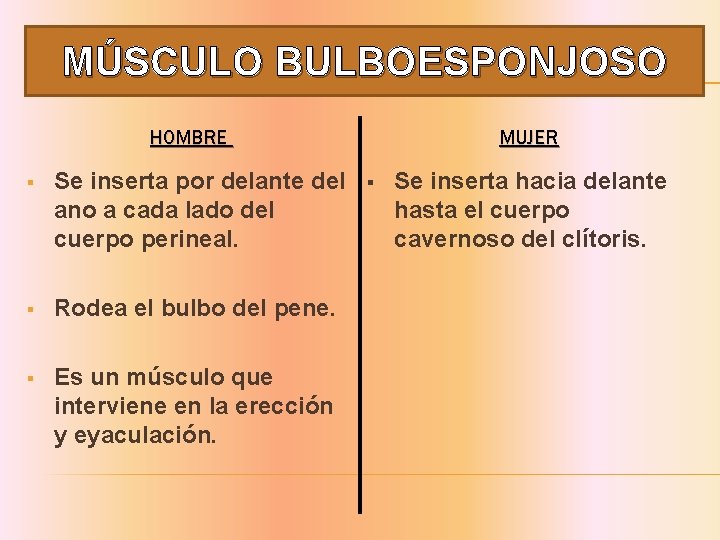 MÚSCULO BULBOESPONJOSO HOMBRE § Se inserta por delante del ano a cada lado del