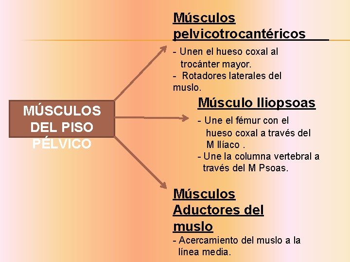 Músculos pelvicotrocantéricos - Unen el hueso coxal al trocánter mayor. - Rotadores laterales del