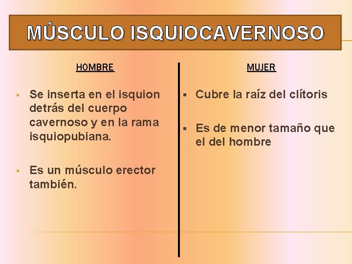 MÚSCULO ISQUIOCAVERNOSO HOMBRE § § Se inserta en el isquion detrás del cuerpo cavernoso