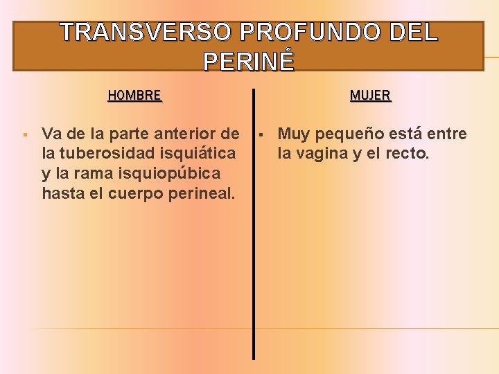 TRANSVERSO PROFUNDO DEL PERINÉ HOMBRE § Va de la parte anterior de la tuberosidad