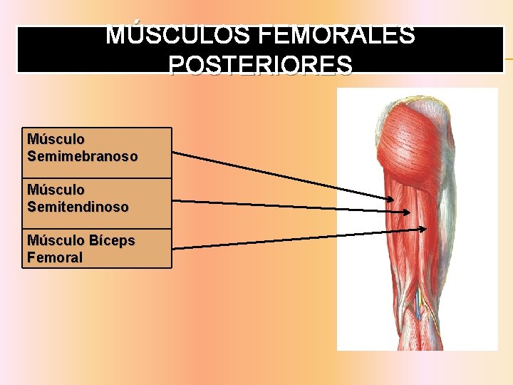 MÚSCULOS FEMORALES POSTERIORES Músculo Semimebranoso Músculo Semitendinoso Músculo Bíceps Femoral 