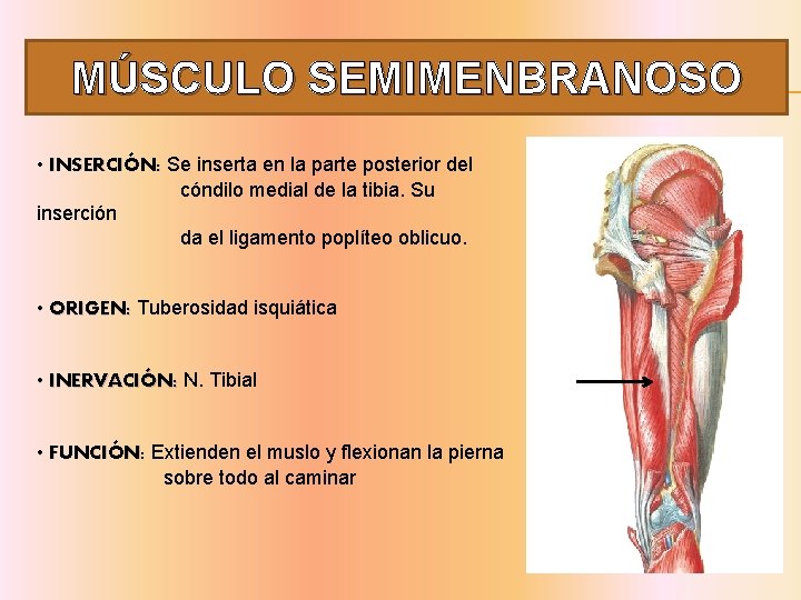 MÚSCULO SEMIMENBRANOSO • INSERCIÓN: Se inserta en la parte posterior del cóndilo medial de