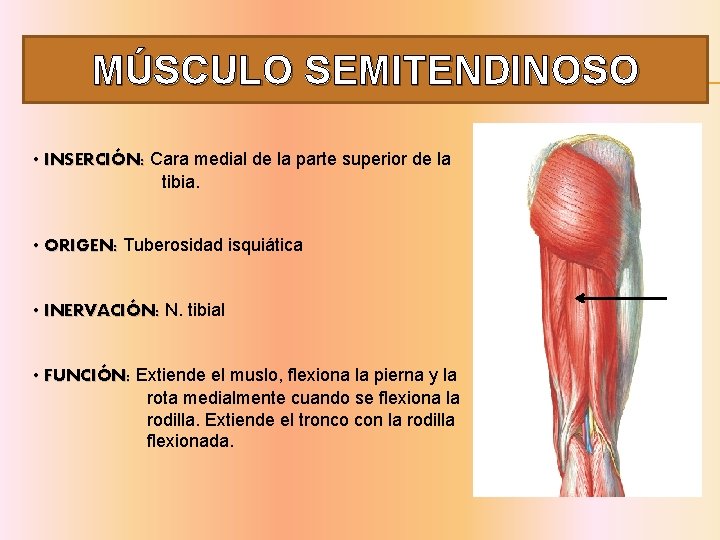 MÚSCULO SEMITENDINOSO • INSERCIÓN: Cara medial de la parte superior de la tibia. •