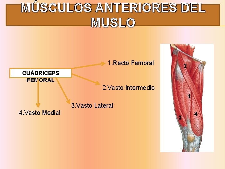 MÚSCULOS ANTERIORES DEL MUSLO 1. Recto Femoral 2 CUÁDRICEPS FEMORAL 2. Vasto Intermedio 1