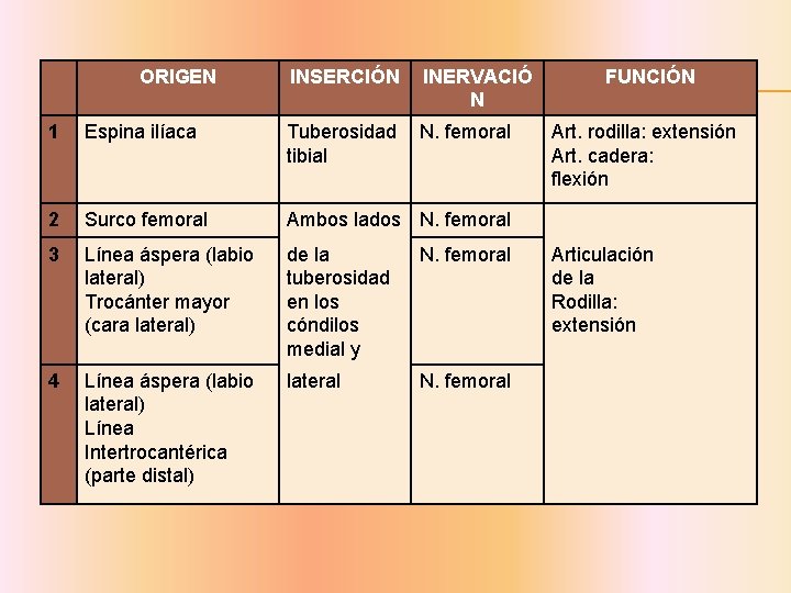 ORIGEN INSERCIÓN INERVACIÓ N N. femoral 1 Espina ilíaca Tuberosidad tibial 2 Surco femoral