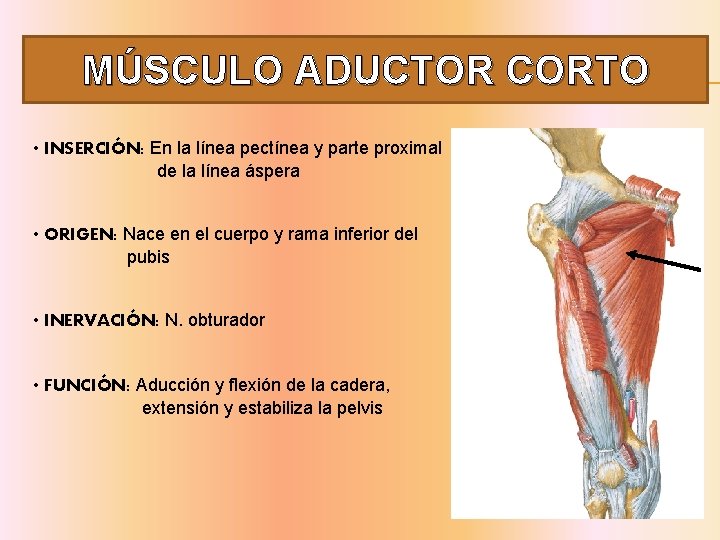 MÚSCULO ADUCTOR CORTO • INSERCIÓN: En la línea pectínea y parte proximal de la