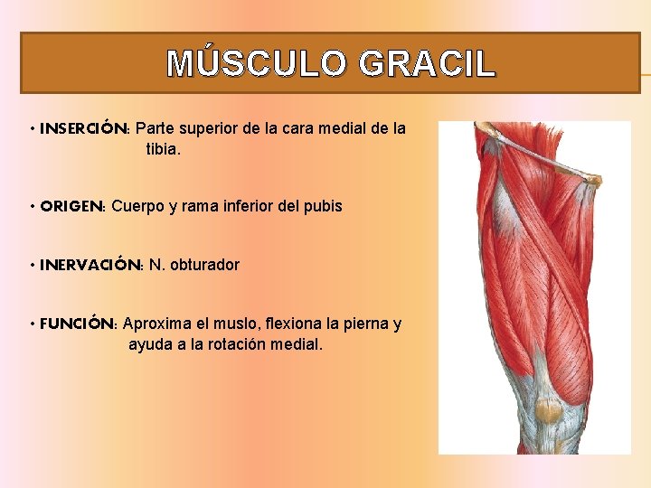 MÚSCULO GRACIL • INSERCIÓN: Parte superior de la cara medial de la tibia. •