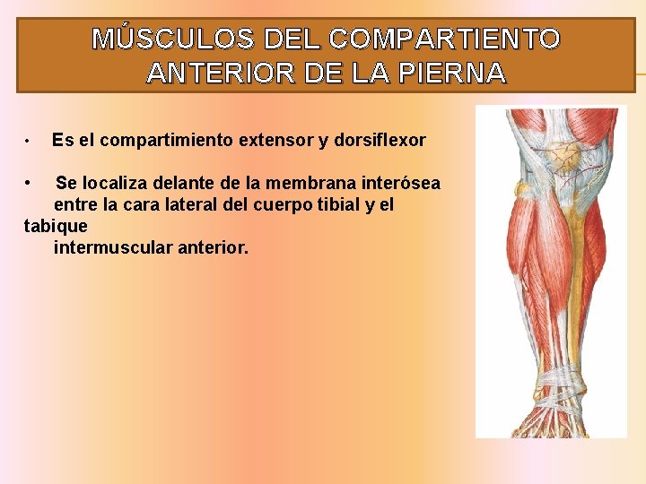 MÚSCULOS DEL COMPARTIENTO ANTERIOR DE LA PIERNA • • Es el compartimiento extensor y