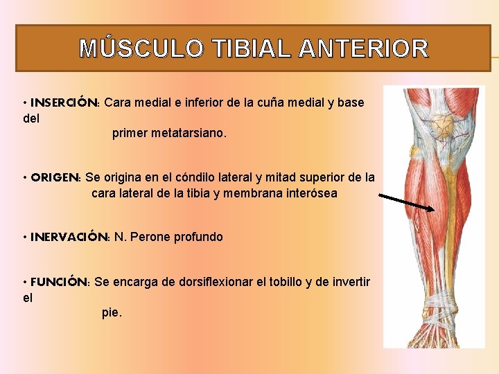 MÚSCULO TIBIAL ANTERIOR • INSERCIÓN: Cara medial e inferior de la cuña medial y