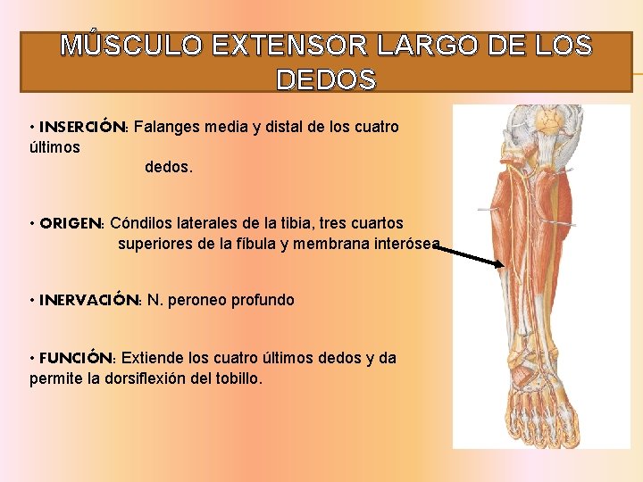 MÚSCULO EXTENSOR LARGO DE LOS DEDOS • INSERCIÓN: Falanges media y distal de los