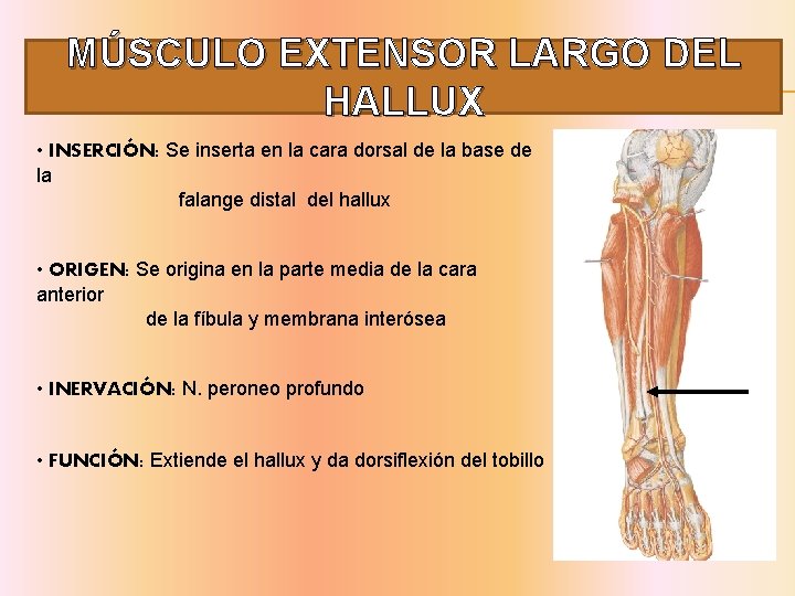 MÚSCULO EXTENSOR LARGO DEL HALLUX • INSERCIÓN: Se inserta en la cara dorsal de