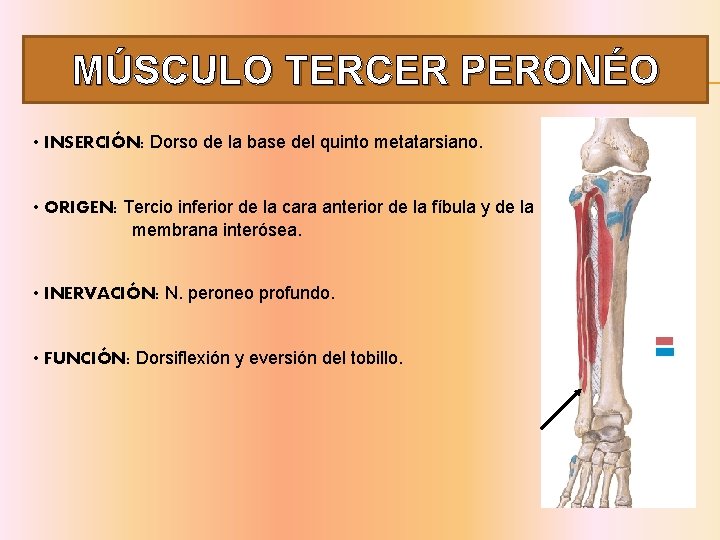 MÚSCULO TERCER PERONÉO • INSERCIÓN: Dorso de la base del quinto metatarsiano. • ORIGEN: