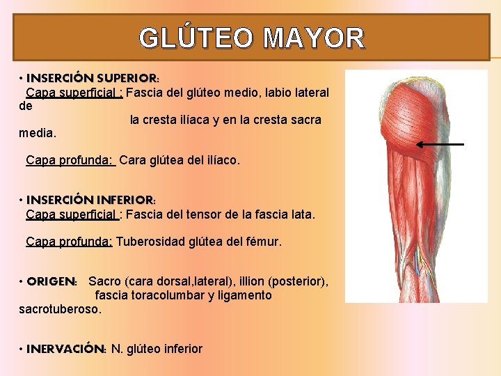 GLÚTEO MAYOR • INSERCIÓN SUPERIOR: Capa superficial : Fascia del glúteo medio, labio lateral