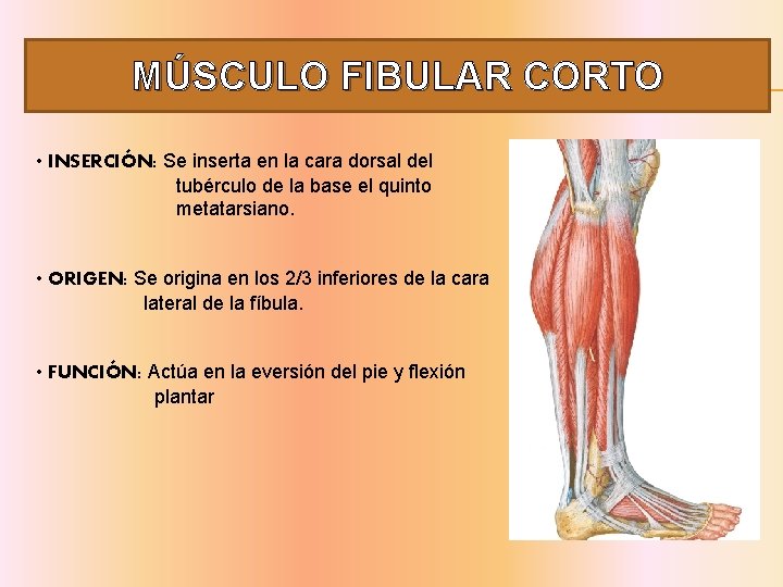 MÚSCULO FIBULAR CORTO • INSERCIÓN: Se inserta en la cara dorsal del tubérculo de