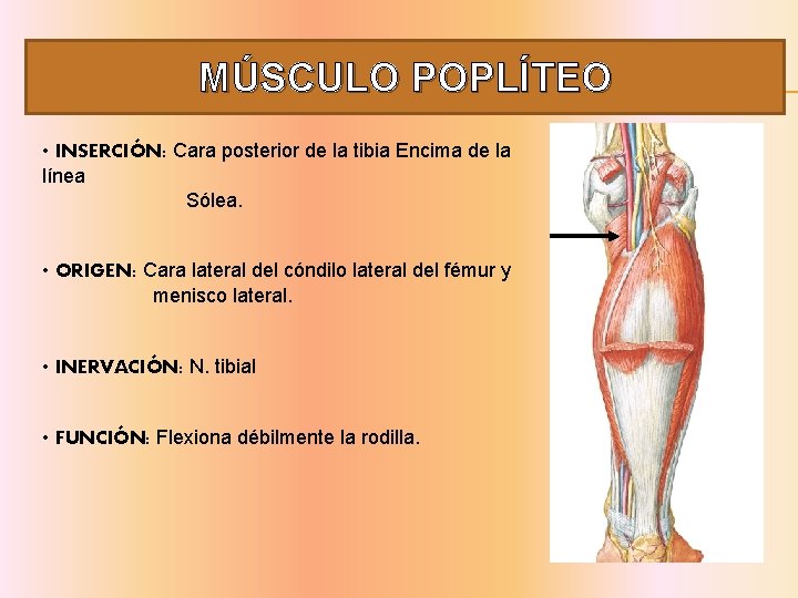 MÚSCULO POPLÍTEO • INSERCIÓN: Cara posterior de la tibia Encima de la línea Sólea.