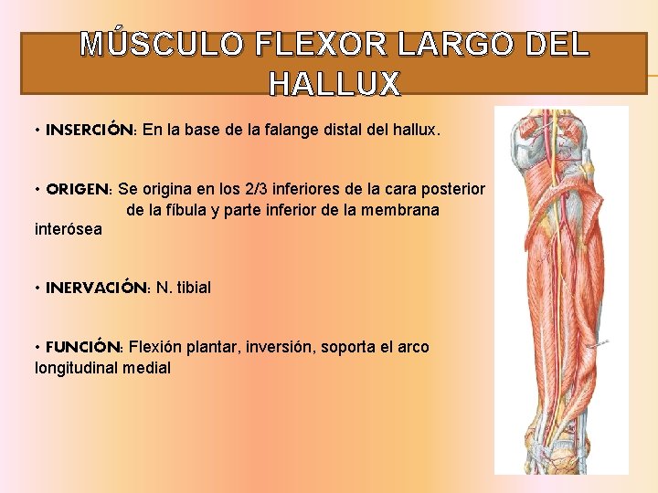 MÚSCULO FLEXOR LARGO DEL HALLUX • INSERCIÓN: En la base de la falange distal