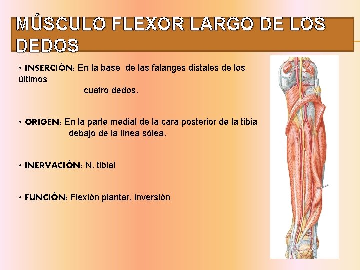 MÚSCULO FLEXOR LARGO DE LOS DEDOS • INSERCIÓN: En la base de las falanges