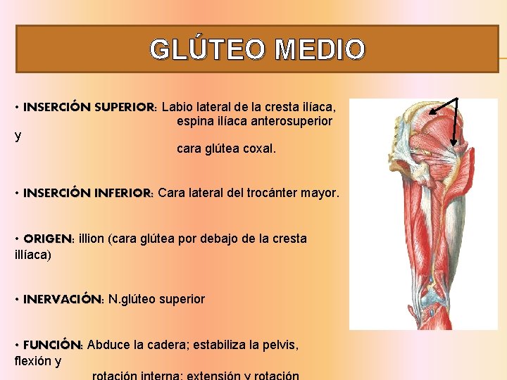 GLÚTEO MEDIO • INSERCIÓN SUPERIOR: Labio lateral de la cresta ilíaca, espina ilíaca anterosuperior